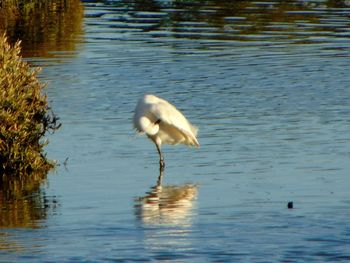 Bird in lake