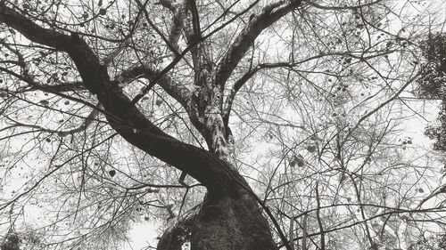 Low angle view of tree against sky