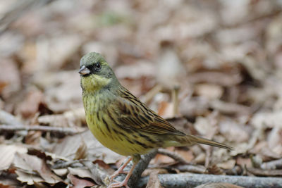 Close-up of bird perching outdoors