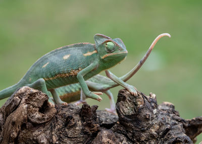 Close-up of lizard