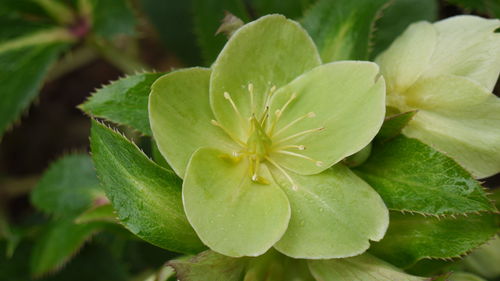 Close-up of flowers