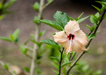 Close-up of hibiscus on plant