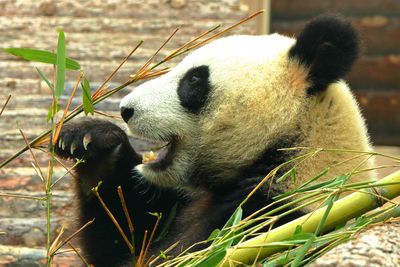 View of an eating plant in zoo