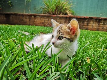 Close-up of a cat on grass