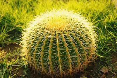 Close-up of cactus plant on field