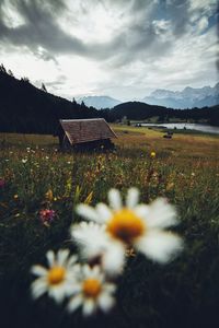 Scenic view of grassy field against cloudy sky