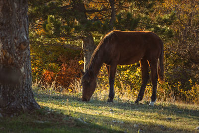 The horse is grazing the forest. golden autumn landscape with a pet.