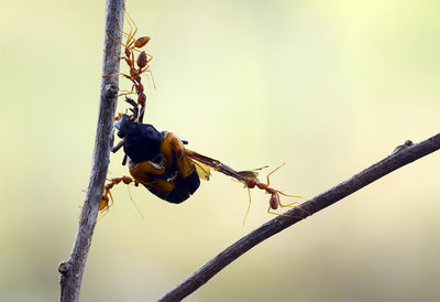 Red ant on branch