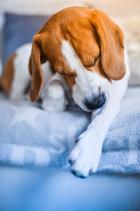 Close-up of dog sleeping on bed