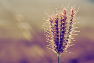 Close-up of white flowering plant in field