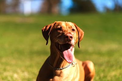 Vizsla sitting on field