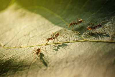 Close-up of ant on leaves