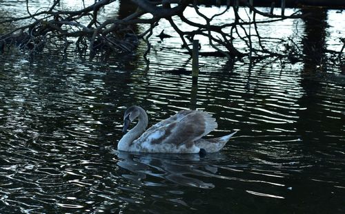 Swan swimming in lake