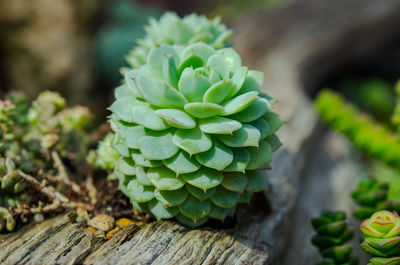 Close-up of succulent plant