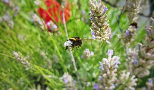 Close-up of bee on flower