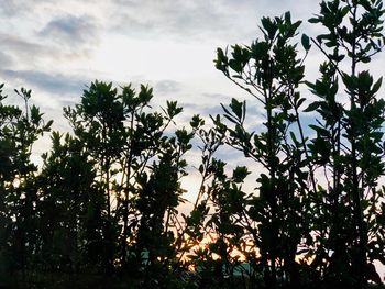 Trees in forest against sky