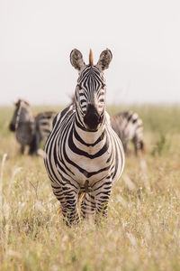 Front view of zebra on field