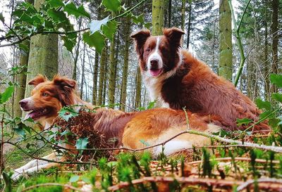 Portrait of dog on tree