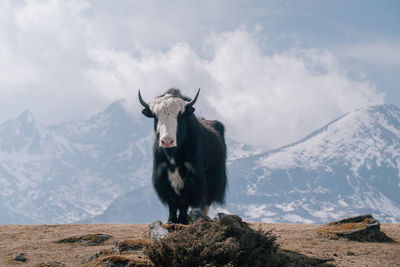 Yak standing on mountain against cloudy sky during winter