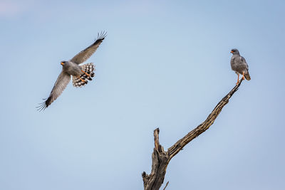 Low angle view of bird flying against clear sky