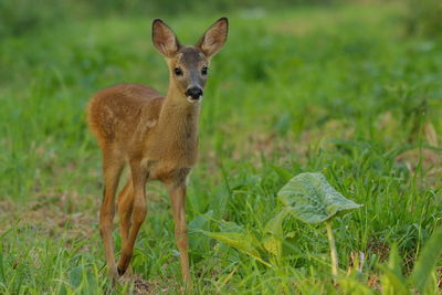 Portrait of lion on field