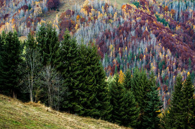 Pine trees in forest during autumn