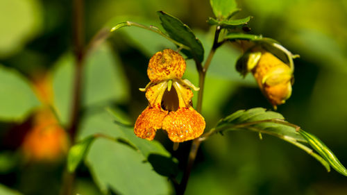 Close-up of yellow flowers