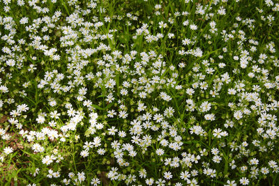 High angle view of white flowering plants on field