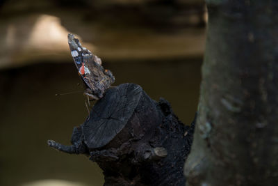 Close-up of butterfly on tree trunk