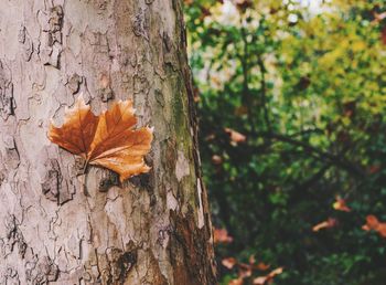 Close-up of maple leaf on tree trunk