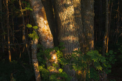 Scenic view of forest