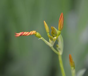 Close-up of orange flower buds growing on plant