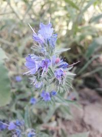 Close up of purple flower