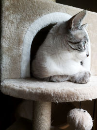 Close-up of a cat looking away