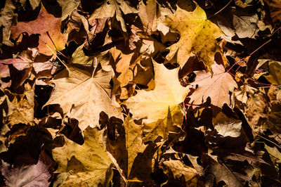 Close-up of autumnal leaves