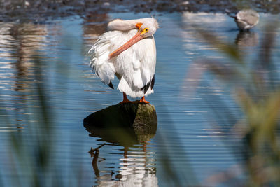 Pelican preening on a lake