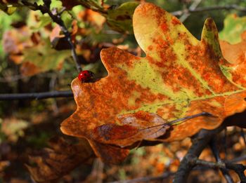 Close-up of dry maple leaves