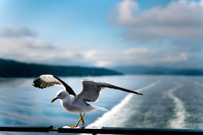 Seagulls flying over sea against sky