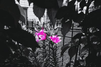 Close-up of pink flowers