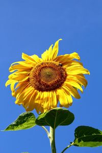 Close-up of yellow flower blooming against sky