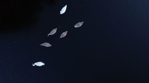 High angle view of heart shape on water