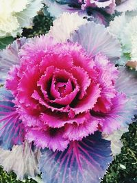 Close-up of pink flowers