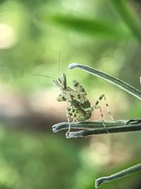 Close-up of insect on plant