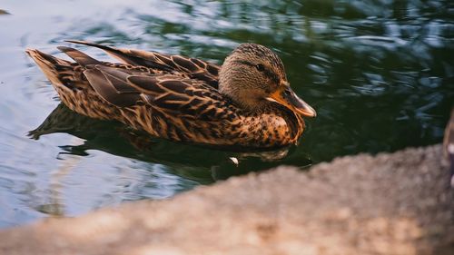 Duck swimming in lake