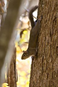 Close-up of squirrel on tree trunk