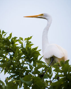 Low angle view of bird on tree against sky
