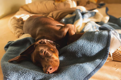 Close-up of dog sleeping on bed at home