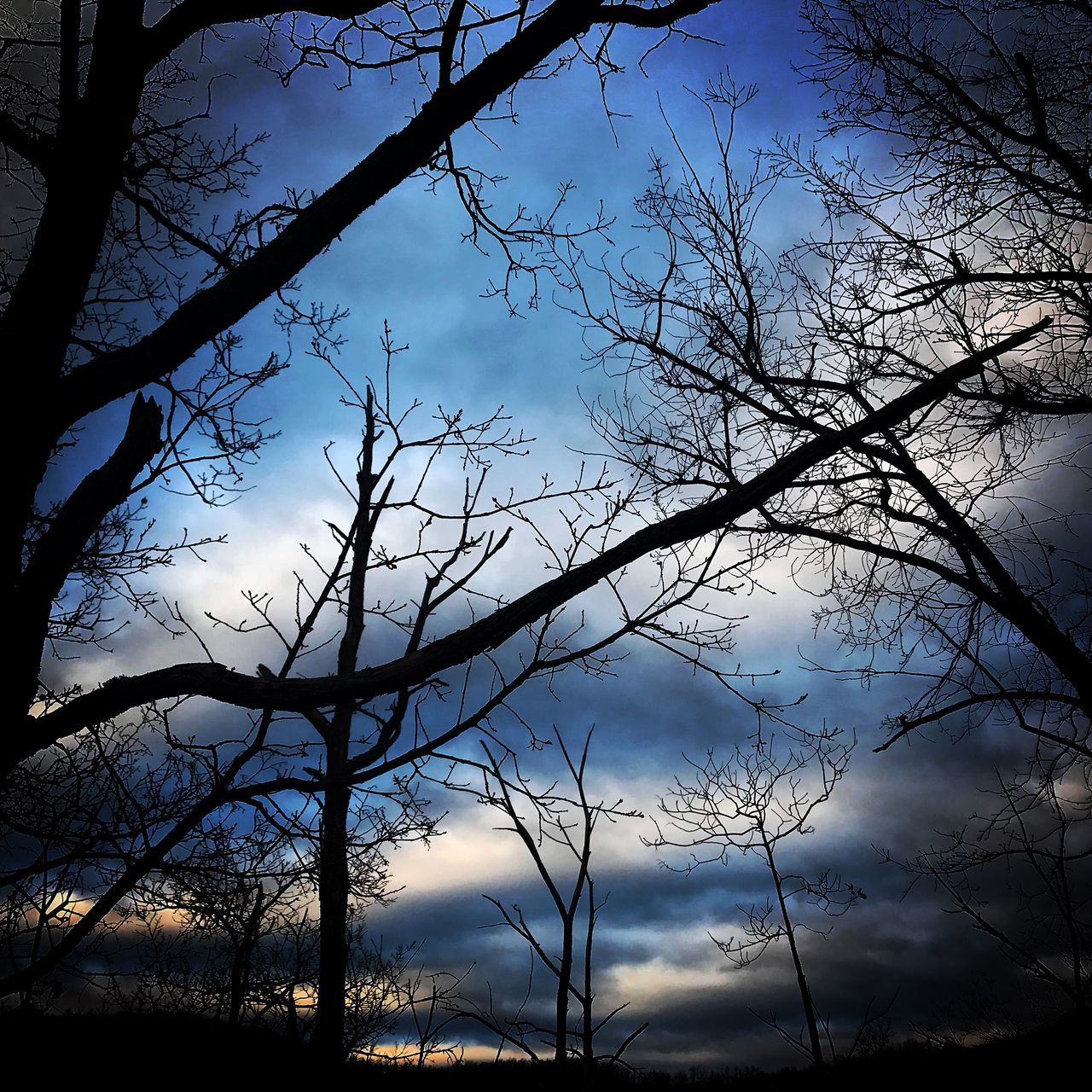 tree, nature, sky, beauty in nature, branch, bare tree, no people, cloud - sky, tranquility, tranquil scene, low angle view, scenics, outdoors, silhouette, sunset, day