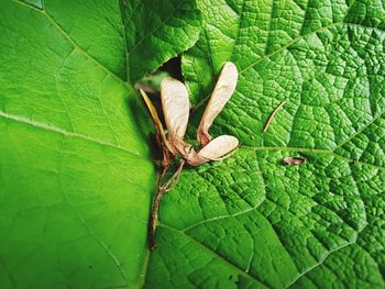 Close-up of insect on leaf