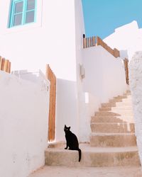 Cat standing on staircase of building